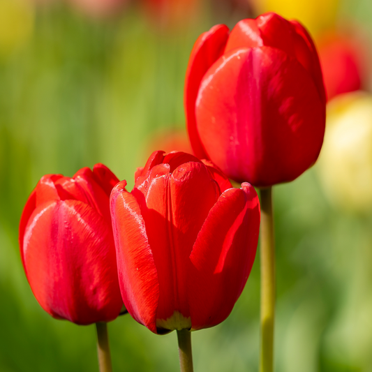 Sea of Tulips ~ 'Apeldoorn'  ~ 60 Blubs for Pickup in Fall