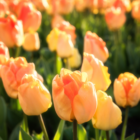 Tulip Day Dream~ 20 Blubs for Pickup in Fall