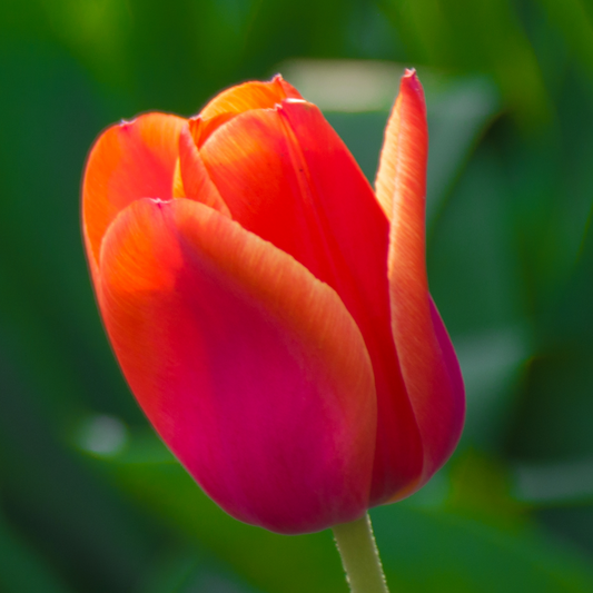 Tulip 'Apeldoorn'  ~ 20 Blubs for Pickup in Fall