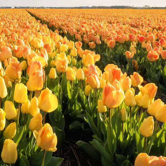 Sea of Tulips ~  Day Dream~ 60 Blubs for Pickup in Fall