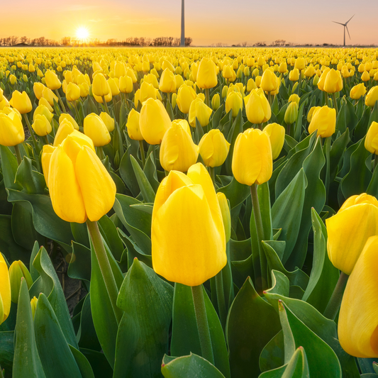 Sea of Tulips ~ Golden Apeldoorn  ~ 60 Blubs for Pickup in Fall