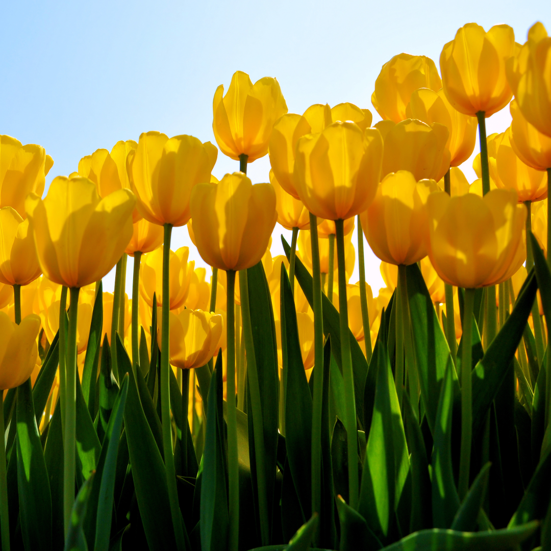 Sea of Tulips ~ Golden Apeldoorn  ~ 60 Blubs for Pickup in Fall