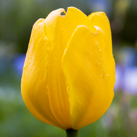Tulip Golden Apeldoorn  ~ 20 Blubs for Pickup in Fall