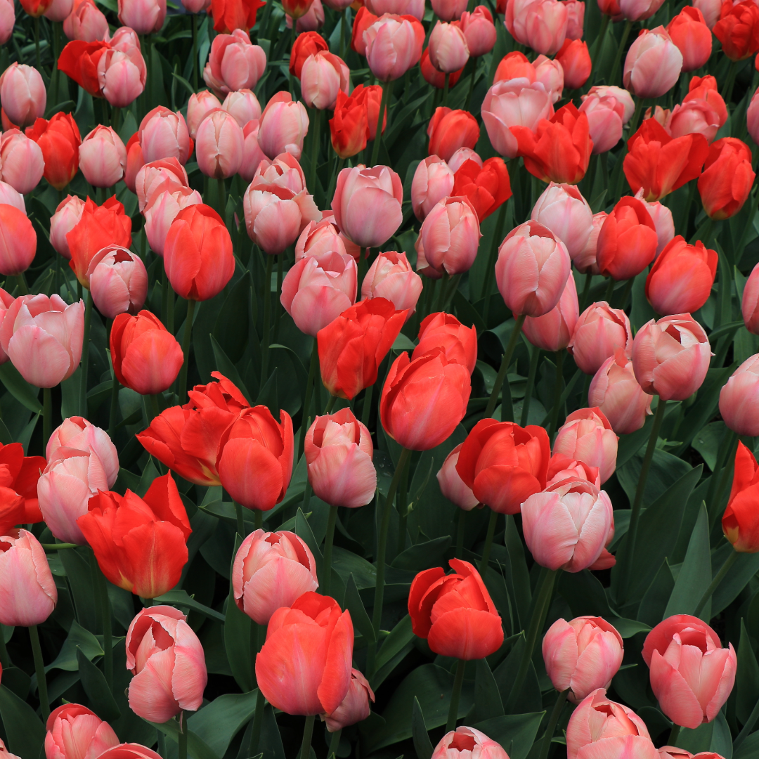 Tulips Van Eijk Gardens Mixed ~ 20 Blubs for Pickup in Fall