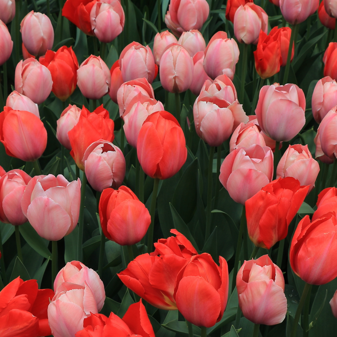 Tulips Van Eijk Gardens Mixed ~ 20 Blubs for Pickup in Fall