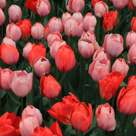 Tulips Van Eijk Gardens Mixed ~ 20 Blubs for Pickup in Fall
