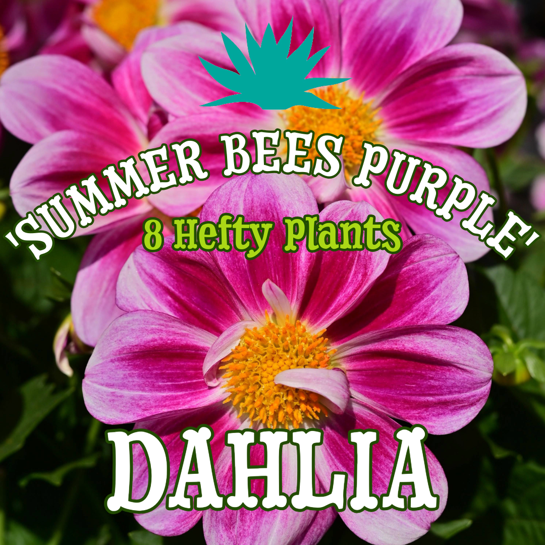 Dahlia 'Summer Bees Purple' ~ Bundle of 8 Hefty Plants for Preorder