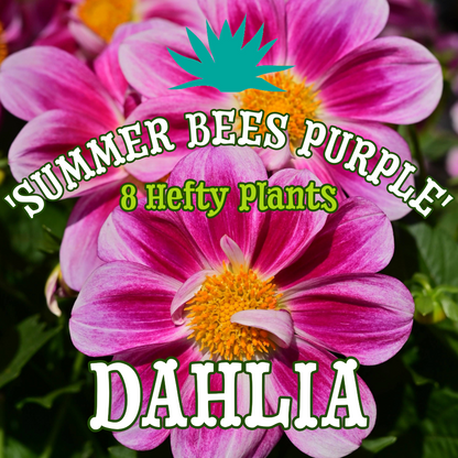 Dahlia 'Summer Bees Purple' ~ Bundle of 8 Hefty Plants for Preorder