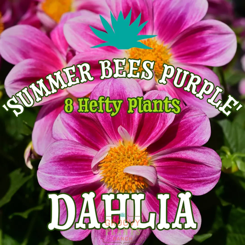 Dahlia 'Summer Bees Purple' ~ Bundle of 8 Hefty Plants for Preorder