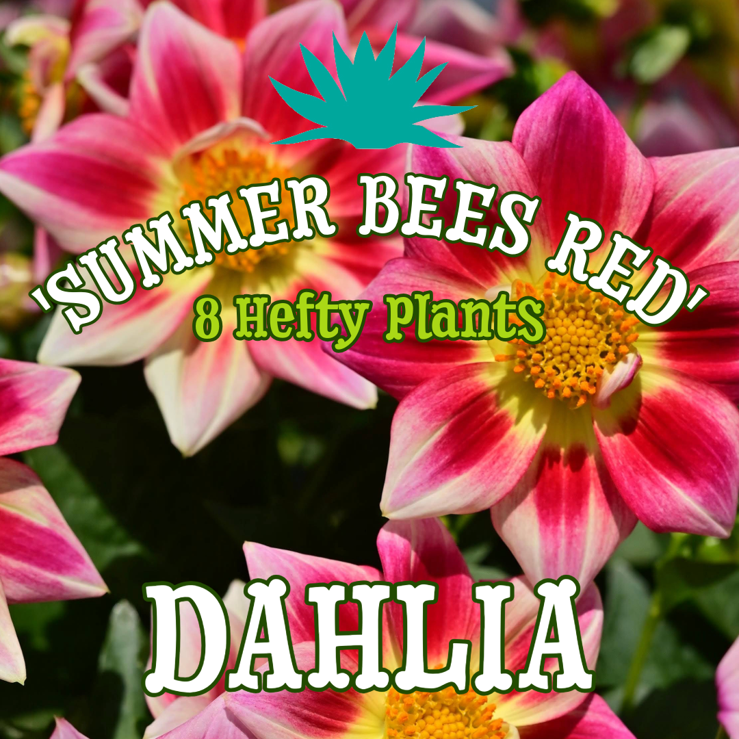 Dahlia 'Summer Bees Red' ~ Bundle of 8 Hefty Plants for Preorder