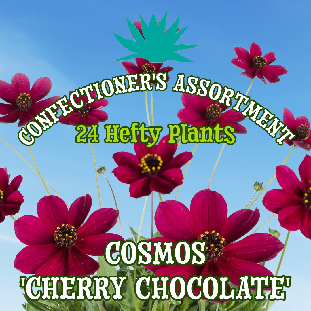 Cosmos 'Cherry Chocolate' ~ Confectioner's Assortment of 24 Hefty Plants for Preorder