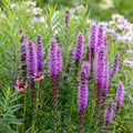 Liatris spicata 'Kobold' ~ Trio of 3 Hefty Plants for Preorder