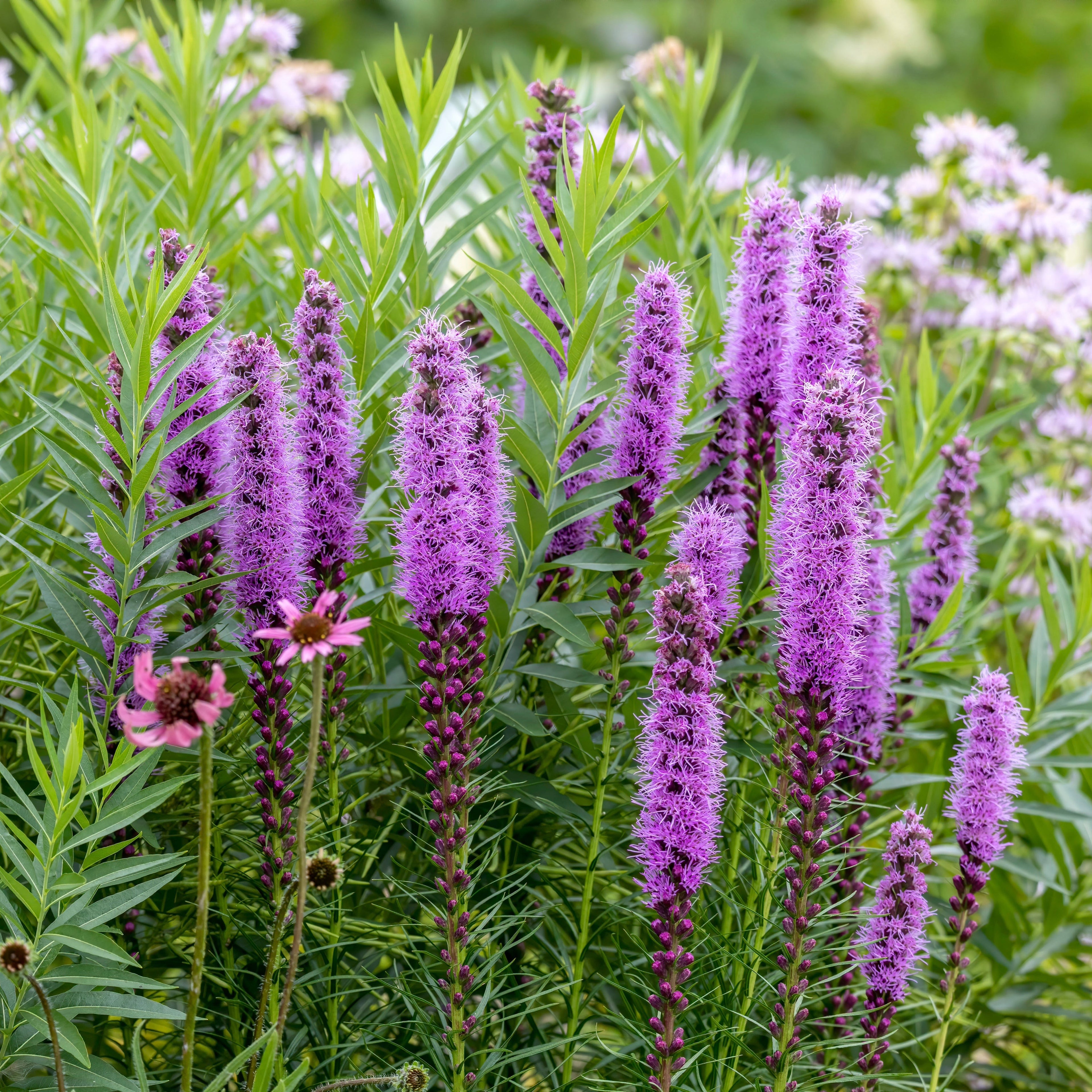 Liatris spicata 'Kobold' ~ Trio of 3 Hefty Plants for Preorder