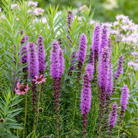 Liatris spicata 'Kobold' ~ Trio of 3 Hefty Plants for Preorder