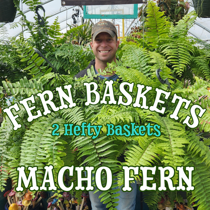 Macho Fern ~ Pair of 2 Hefty Hanging Baskets for Preorder