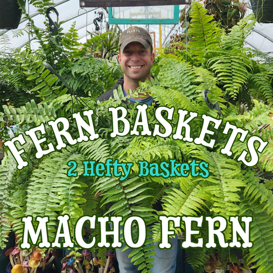 Macho Fern ~ Pair of 2 Hefty Hanging Baskets for Preorder