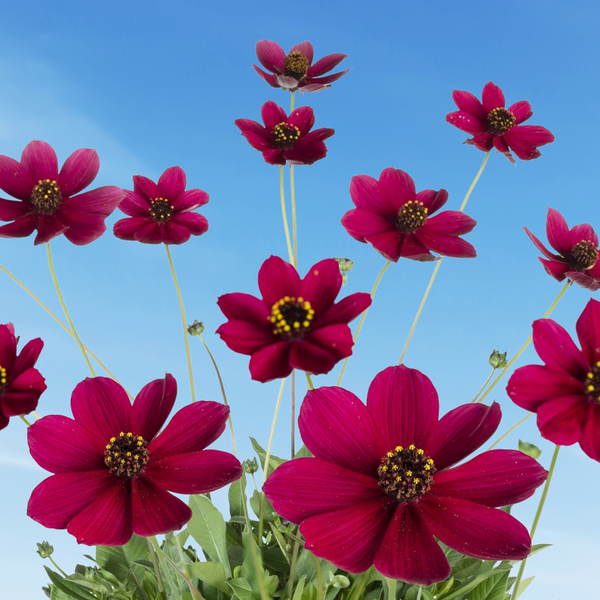 Cosmos 'Cherry Chocolate' ~ Trio of 3 Hefty Plants for Preorder