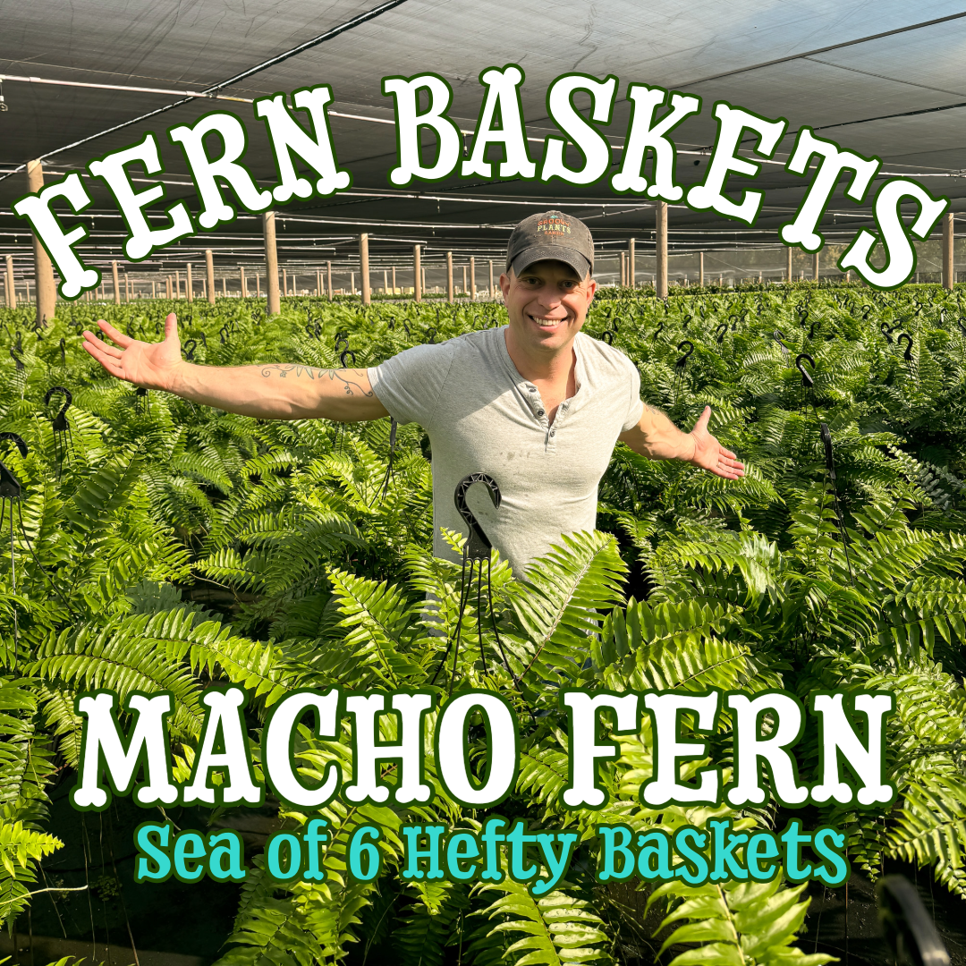 Macho Fern ~ Frond-tastic Sea of 6 Hefty Hanging Baskets for Preorder