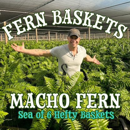 Macho Fern ~ Frond-tastic Sea of 6 Hefty Hanging Baskets for Preorder
