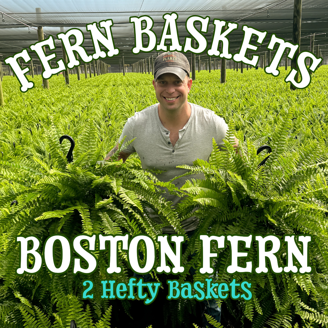 Boston Fern ~ Pair of 2 Hefty Hanging Baskets for Preorder