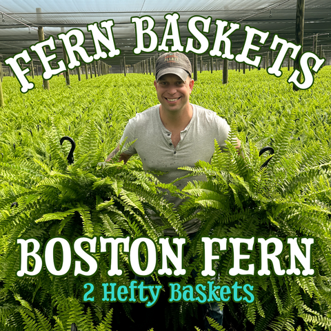 Boston Fern ~ Pair of 2 Hefty Hanging Baskets for Preorder