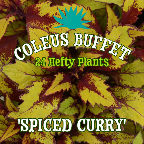 Coleus 'Spiced Curry' ~ Buffet of 24 Hefty Plants for Preorder