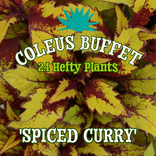 Coleus 'Spiced Curry' ~ Buffet of 24 Hefty Plants for Preorder