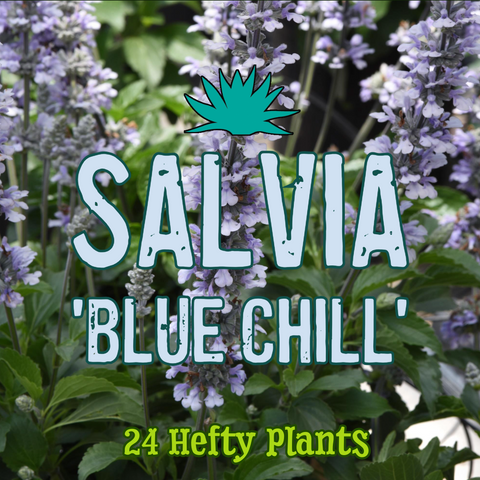 Salvia 'Blue Chill' ~ Butterfly Cornucopia of 24 Hefty Plants for Preorder
