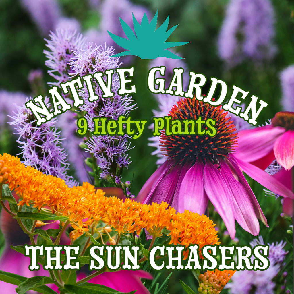 The Sun Chasers ~ Native Garden of 9 Hefty Plants for Preorder The Sun Chasers ~ Native Garden of 9 Hefty Plants for Preorder