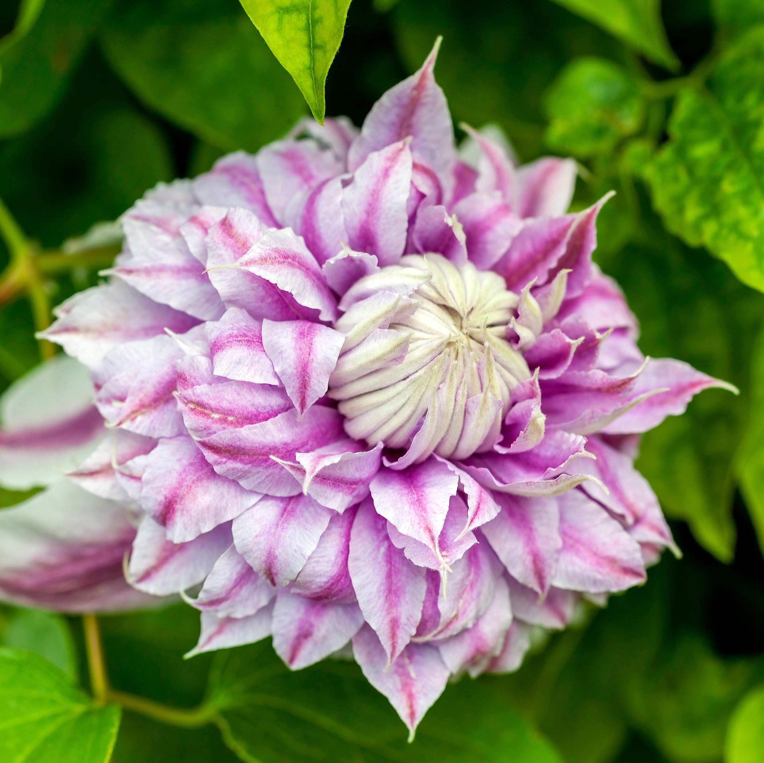 Clematis 'Josephine'