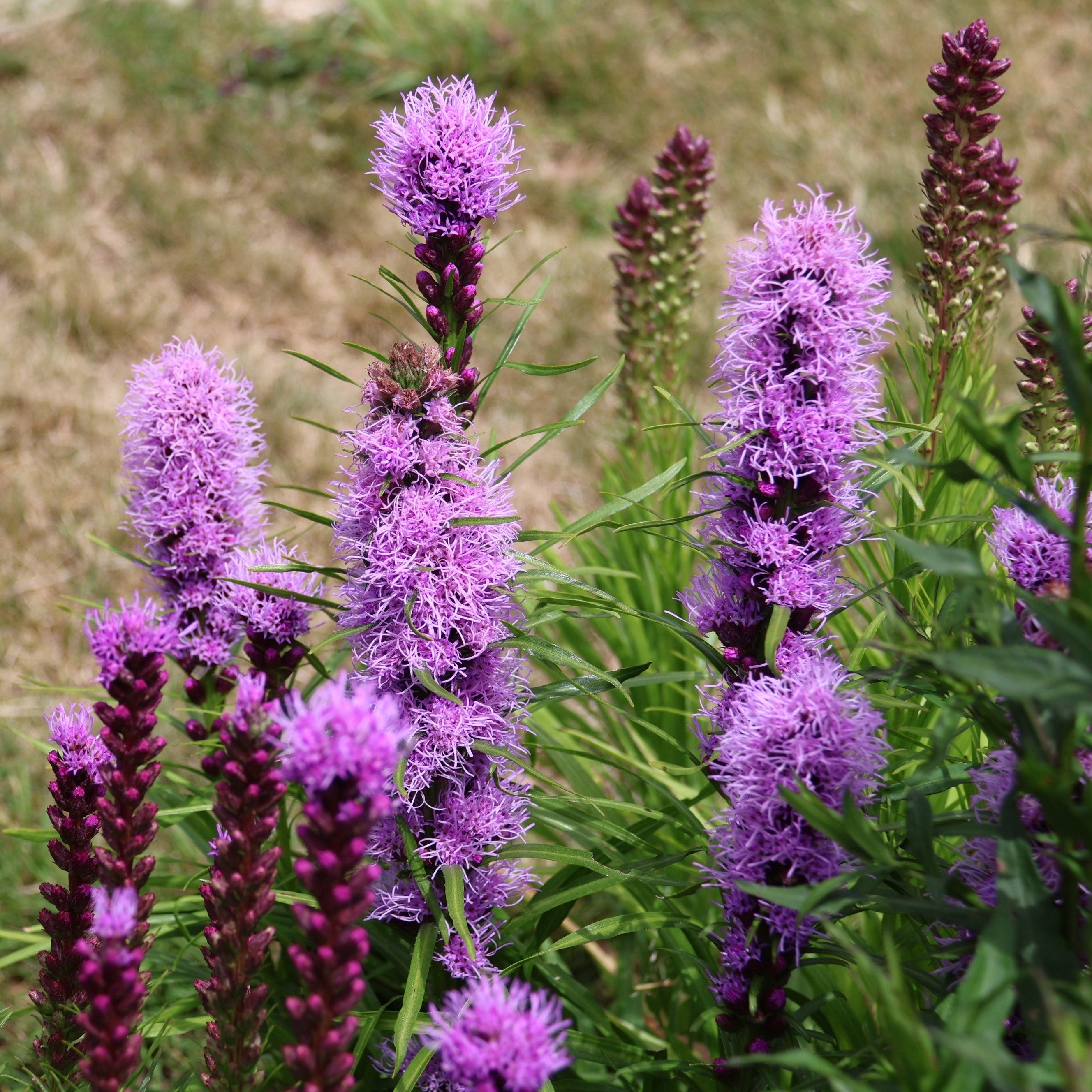 The Sun Chasers ~ Native Garden of 9 Hefty Plants for Preorder