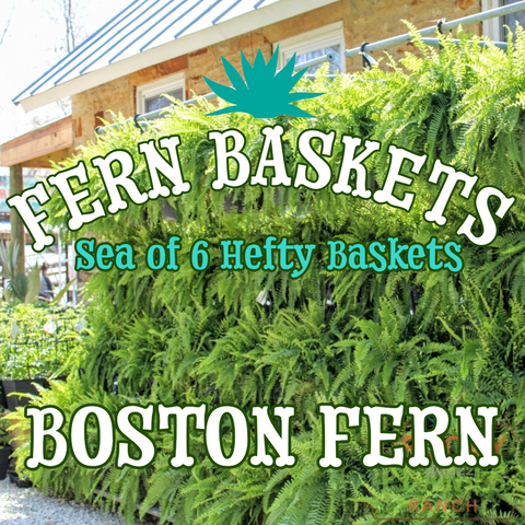 Boston Fern ~ Frond-tastic Sea of 6 Hefty Hanging Baskets for Preorder
