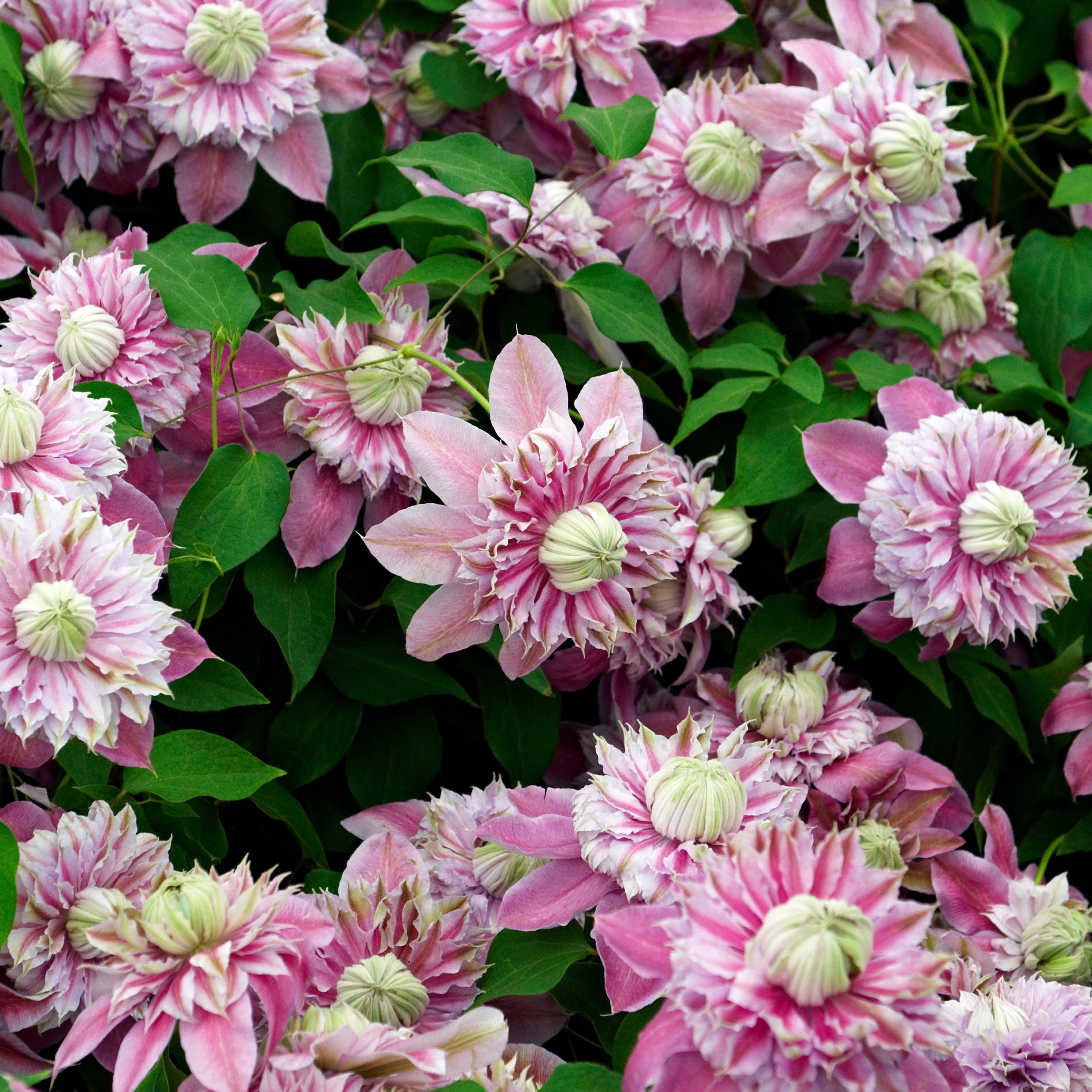 Clematis 'Josephine'