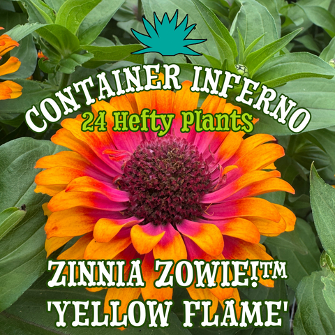 Zinnia Zowie!™ 'Yellow Flame' ~ Container Inferno of 24 Hefty Plants for Preorder