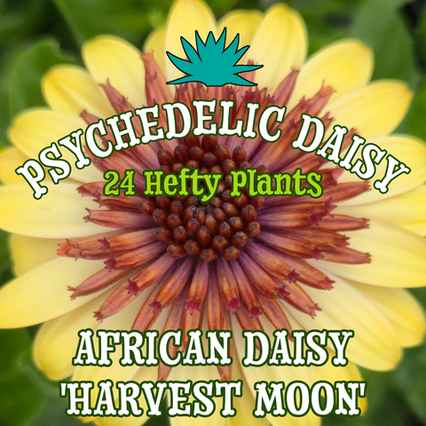 24 - African Daisy 'Harvest Moon'