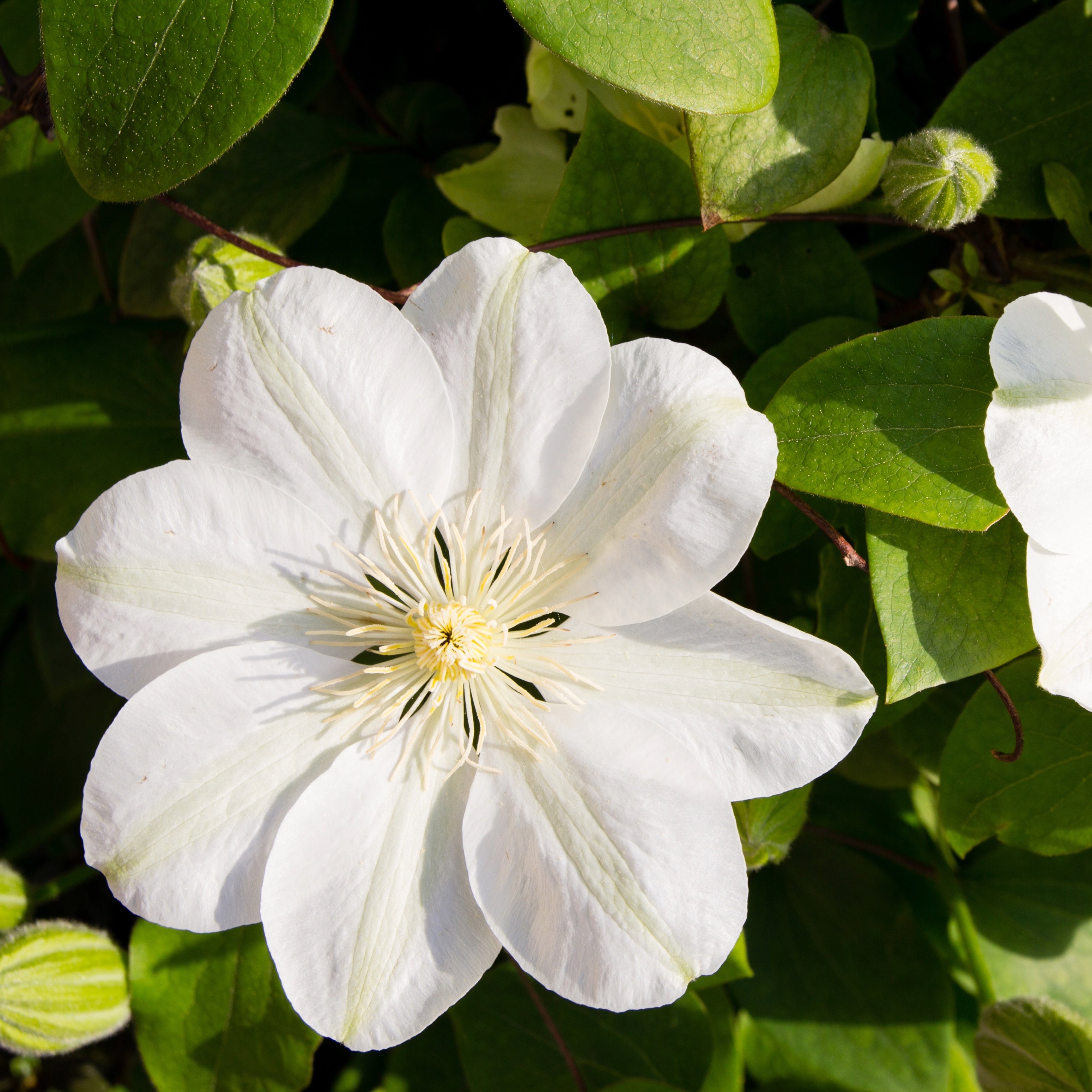 Clematis 'Guernsey Cream'