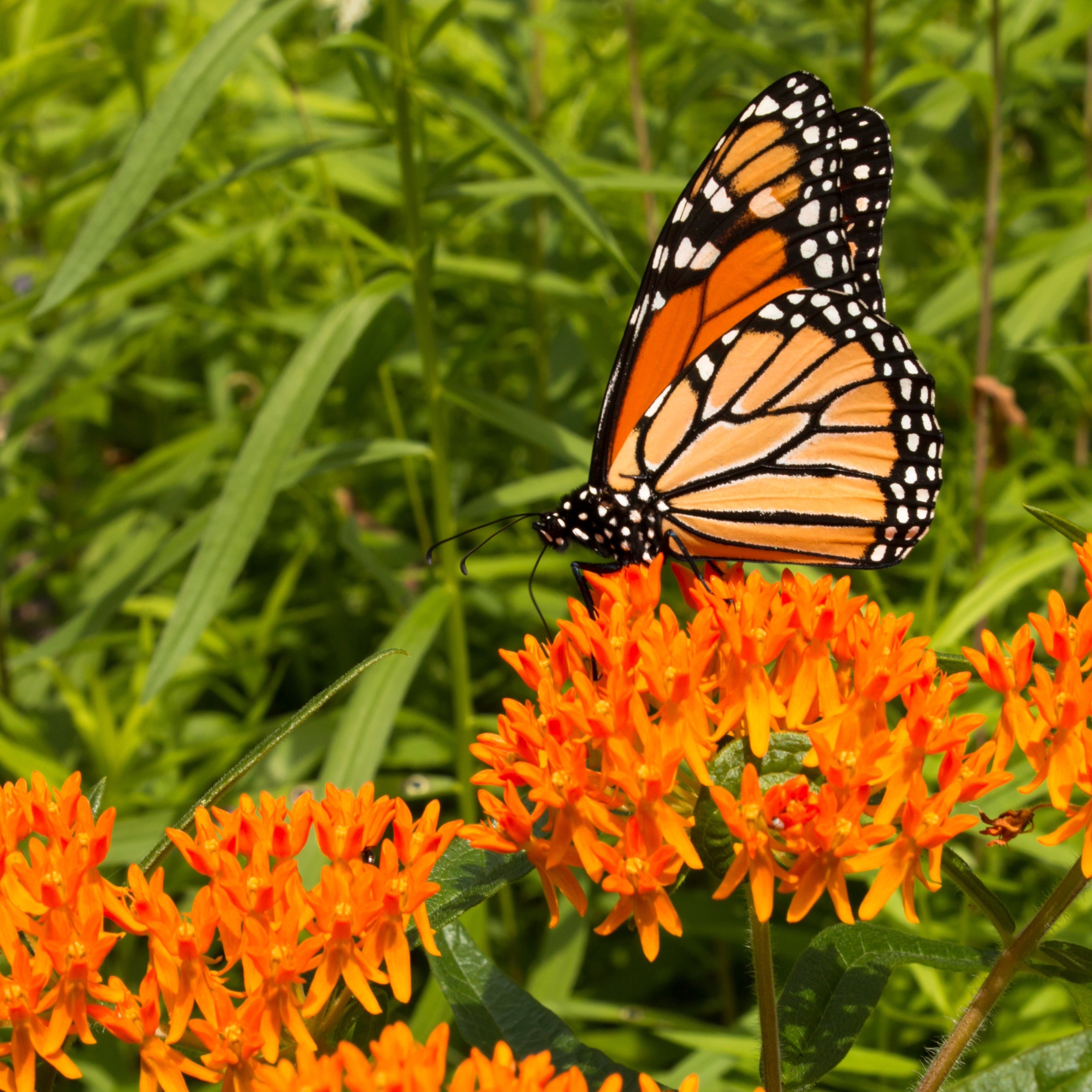 The Sun Chasers ~ Native Garden of 9 Hefty Plants for Preorder
