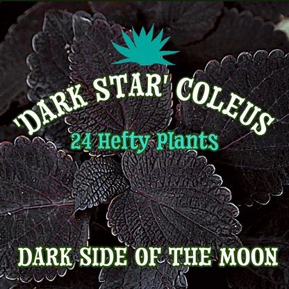 'Dark Star' Coleus ~ Dark Side of the Moon of 24 Hefty Plants for Preorder