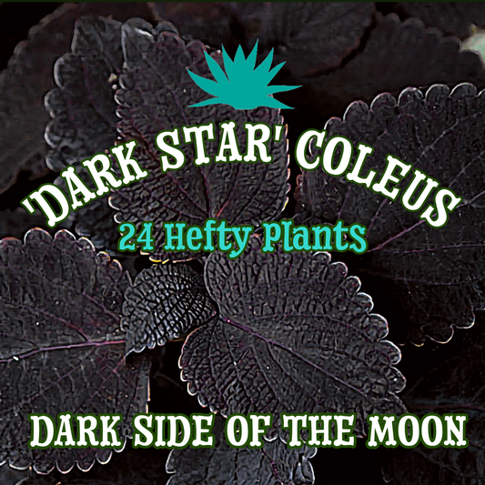 'Dark Star' Coleus ~ Dark Side of the Moon of 24 Hefty Plants for Preorder