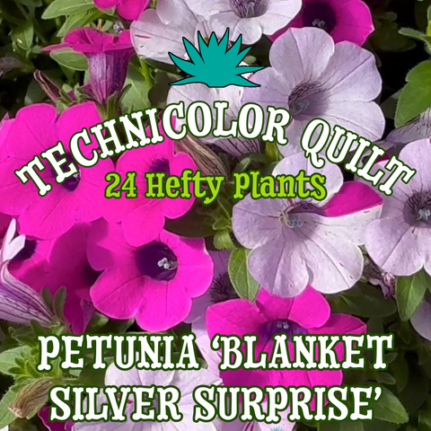 Petunia ‘Blanket Silver Surprise’ ~ Technicolor Quilt of 24 Hefty Plants for Preorder