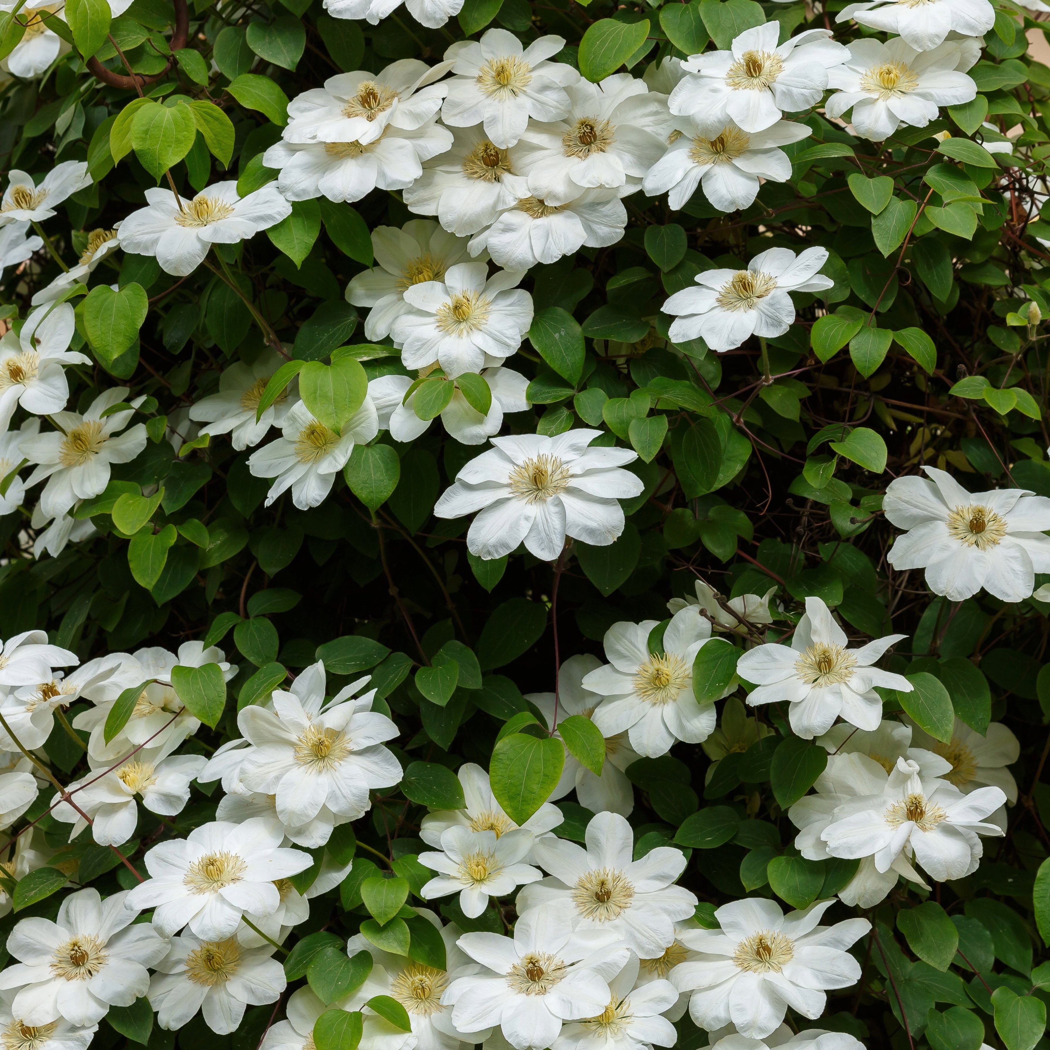 Clematis 'Guernsey Cream'