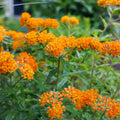 Butterfly Weed