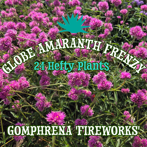 Globe Amaranth 'Fireworks' ~ Frenzy of 24 Hefty Plants for Preorder