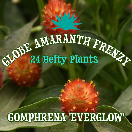 Globe Amaranth 'Everglow' ~ Luminescence of 24 Hefty Plants for Preorder