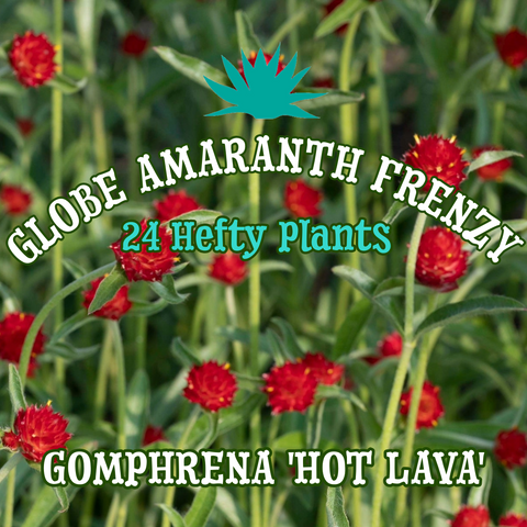 Globe Amaranth 'Hot Lava' ~ Caldera of 24 Hefty Plants for Preorder