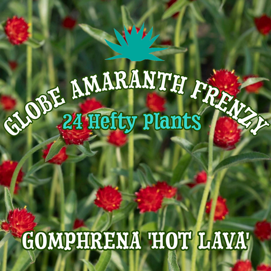 Globe Amaranth 'Hot Lava' ~ Caldera of 24 Hefty Plants for Preorder