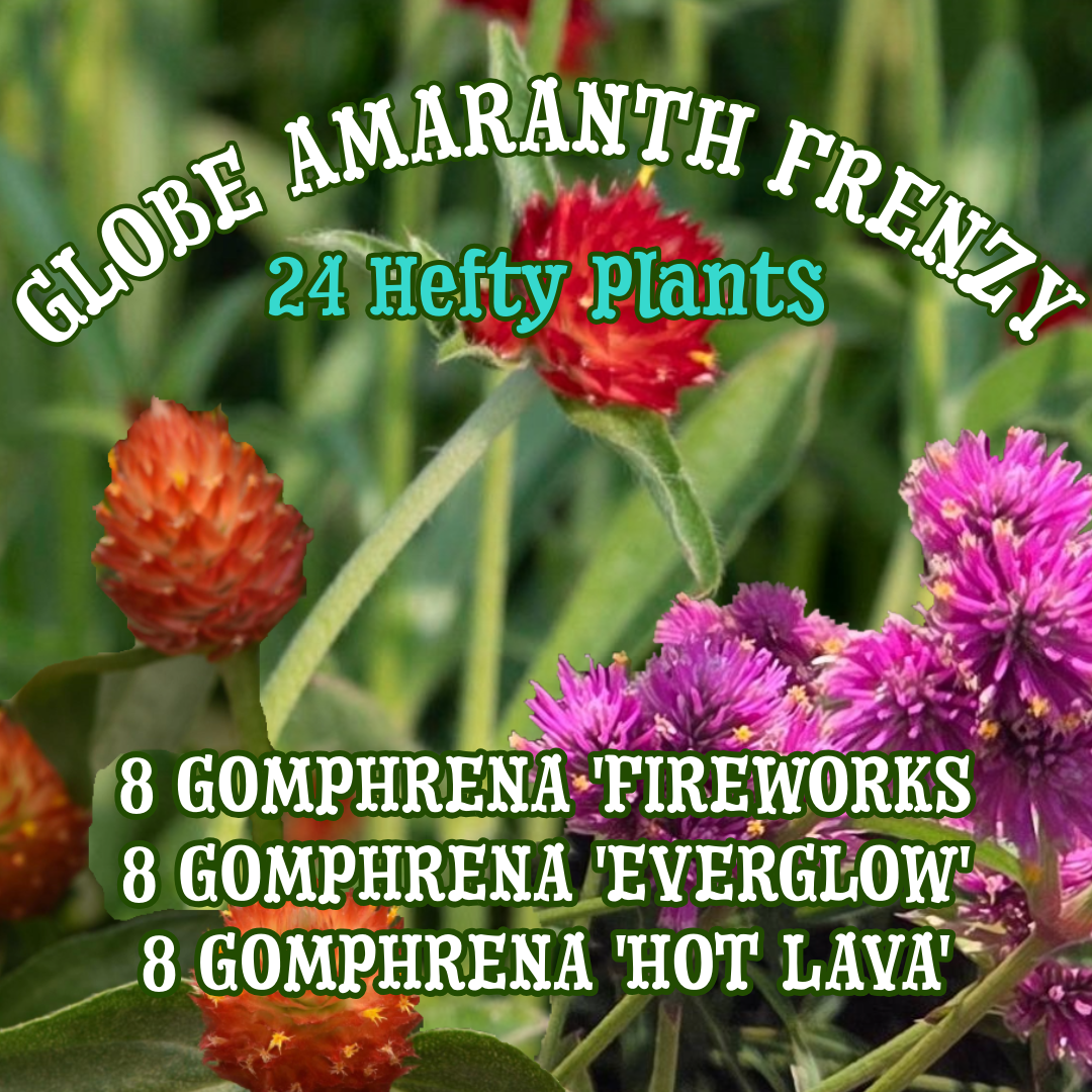 The Globe Amaranth Collection ~ Cut Flower Garden of 24 Hefty Plants for Preorder