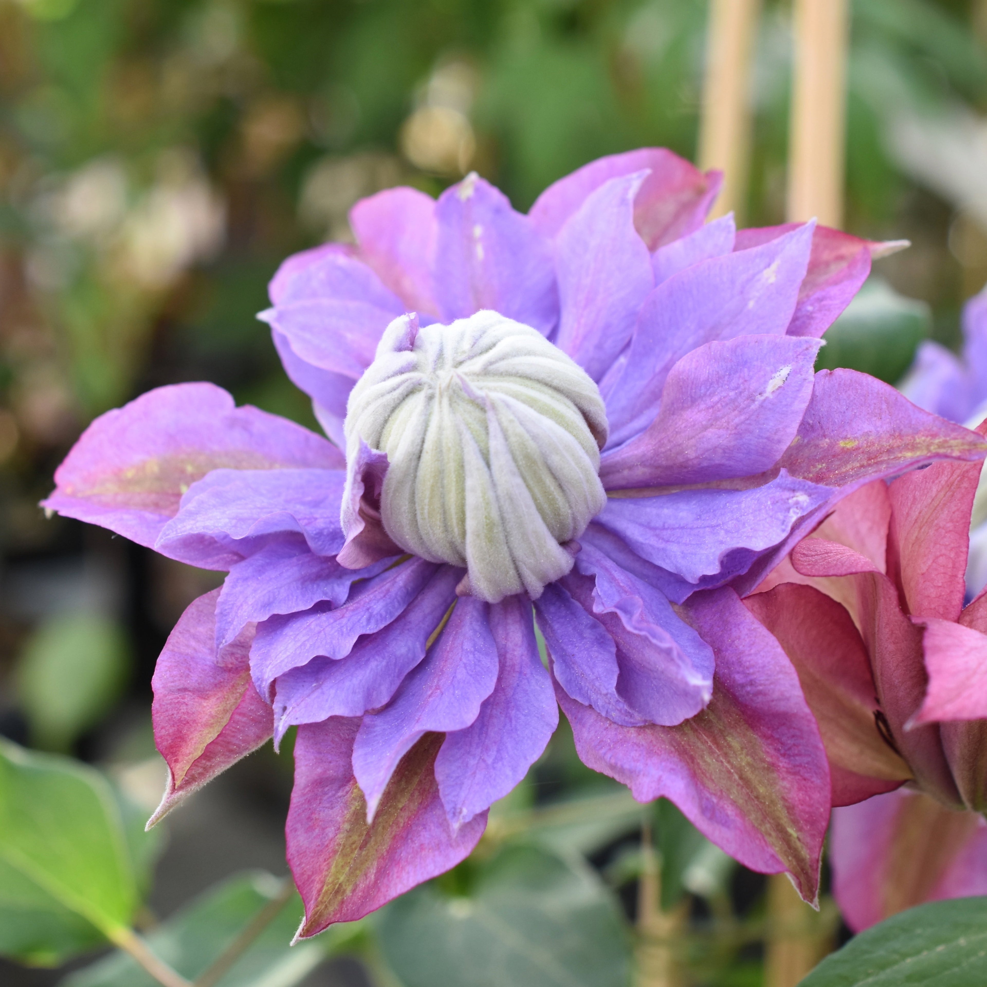Clematis 'Diamantina'