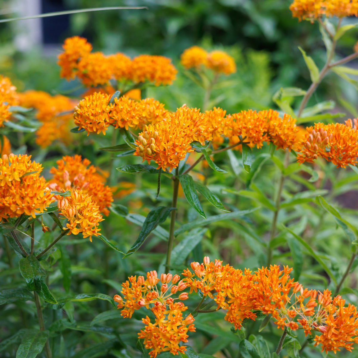 Electric Nectar ~ Pre-Planned Native Garden of 9 Plants