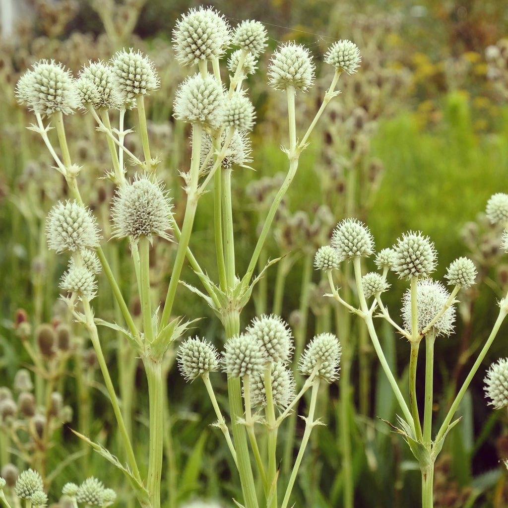 Rattlesnake Master - Eryngium yuccifolium